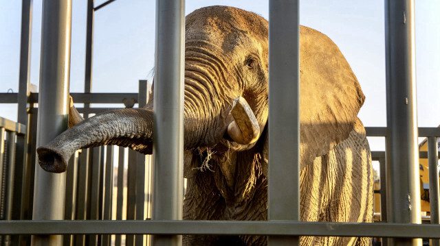 After 40 Years in Captivity South Africas Last Zoo Elephant is Freed | Virgo