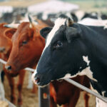 Cloven-Hoofed Animal