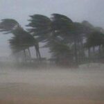 Palm trees bending in hurricane.