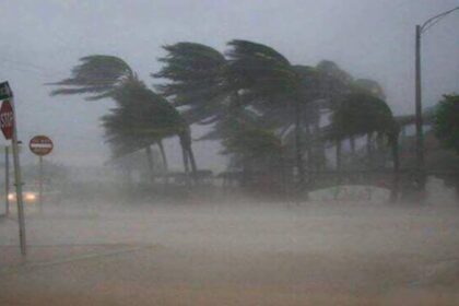Palm trees bending in hurricane.