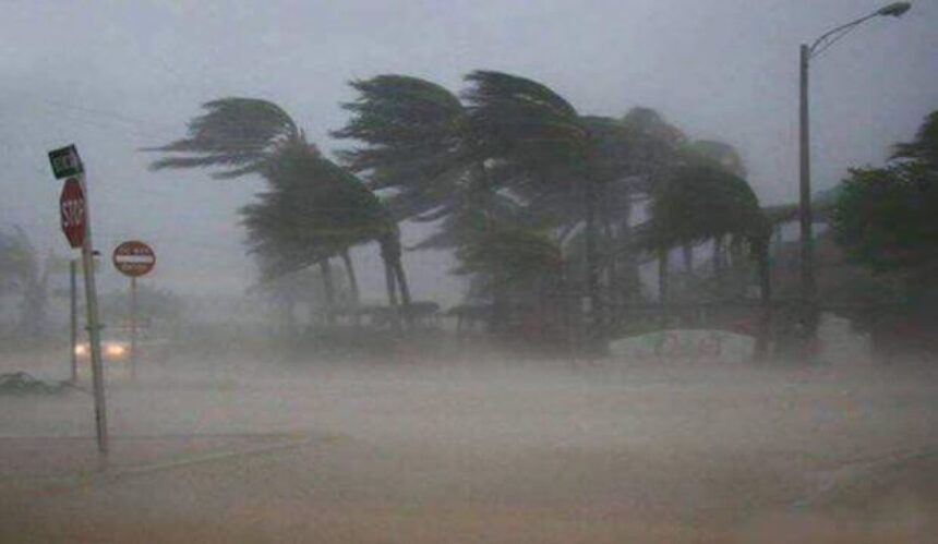Palm trees bending in hurricane.