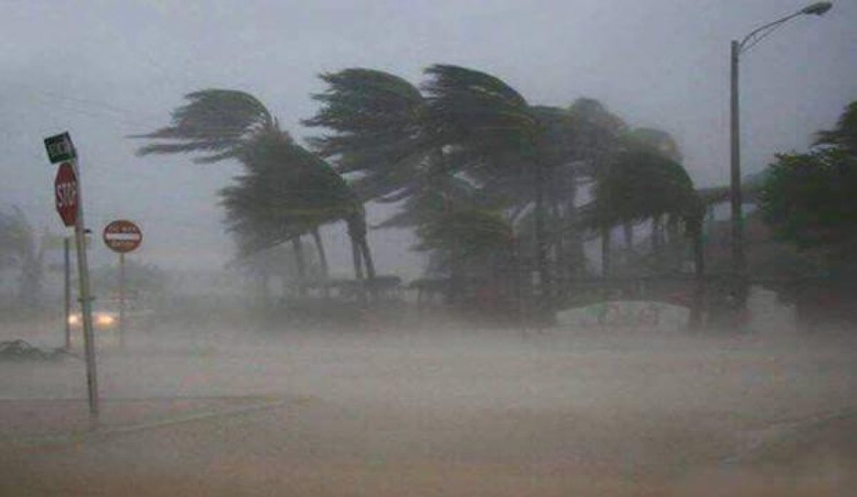 Palm trees bending in hurricane.