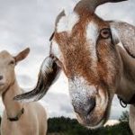 Close-up of two goats in a field.