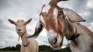 Close-up of two goats in a field.