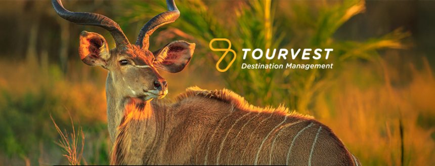 Kudu in sunset, Tourvest Destination Management logo visible.