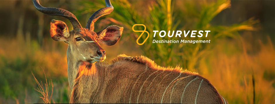 Kudu in sunset, Tourvest Destination Management logo visible.