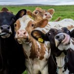 foot and mouth disease