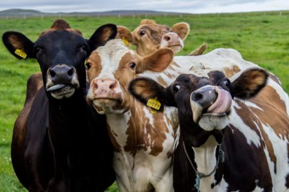 foot and mouth disease