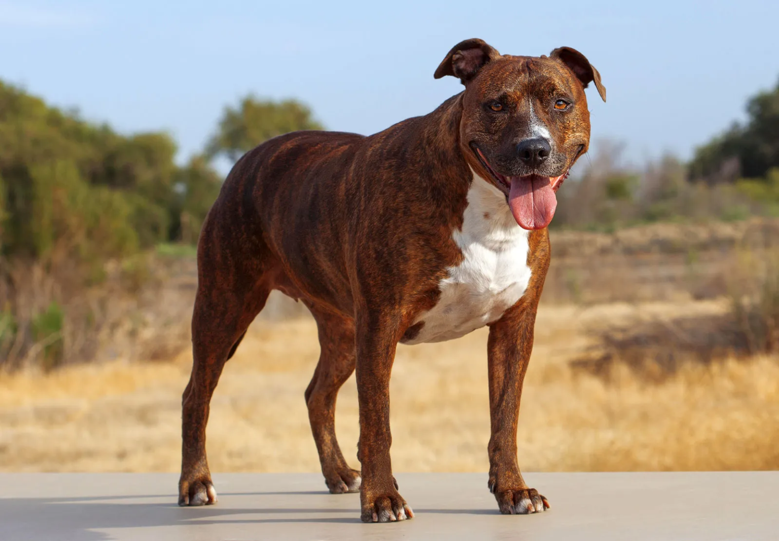 american pit bull terrier