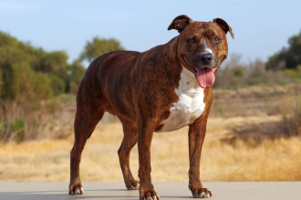 american pit bull terrier