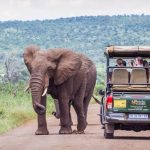 Elephant walking beside safari vehicle on dirt road