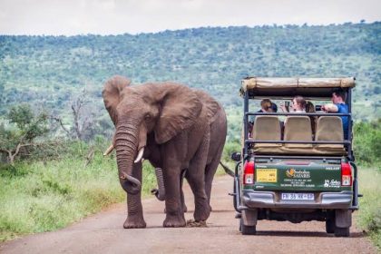 Elephant walking beside safari vehicle on dirt road