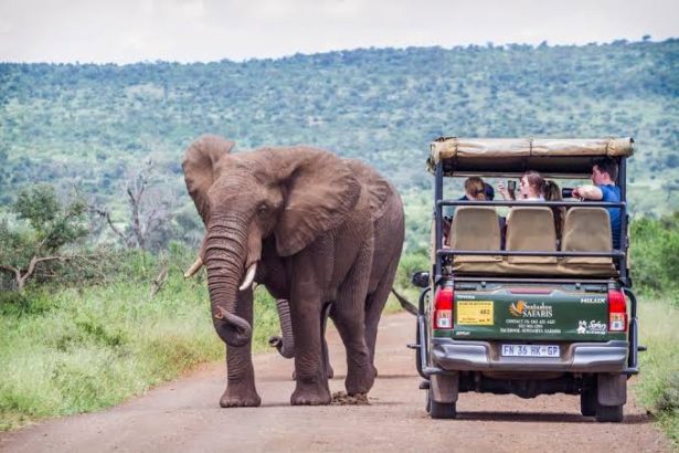 Elephant walking beside safari vehicle on dirt road