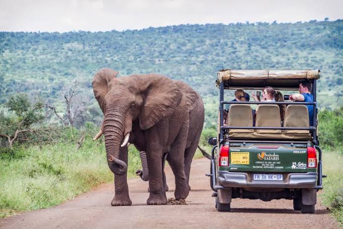 Elephant walking beside safari vehicle on dirt road