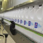Clover full cream milk bottles on a factory conveyor belt.