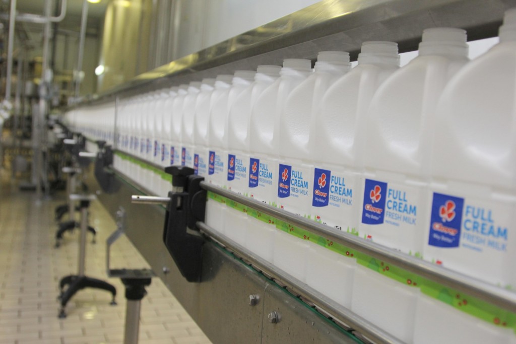 Clover full cream milk bottles on a factory conveyor belt.