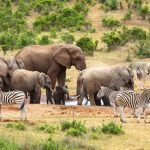 Elephants and zebras gathering at a waterhole