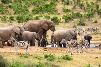 Elephants and zebras gathering at a waterhole