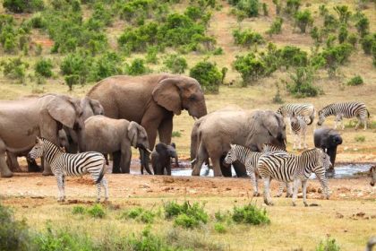 Elephants and zebras gathering at a waterhole